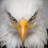 eagle_eye333