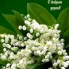 larisarygova3522
