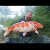 carpiste88130