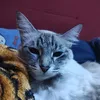 tifeliix