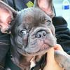 arlo.the.frenchie