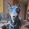 zeuseldoberman
