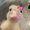 bstlove.a