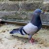 greenpigeon6