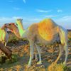 محتوى منوع