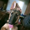 graxia091