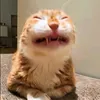 krovo_sosisa