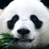 panda_opupanda