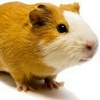 hamster2102