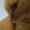 dexterthegingercat13