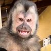 simiocontento