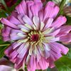 gardenlady60