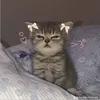 haina_zxccc
