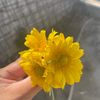 uljan615