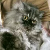ummiqaseh1