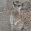 yael13_8