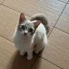 fiefofafifu
