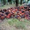 petualangg_
