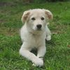 pennythegoldencollie