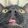 lpbhl