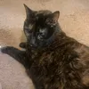 for_the_cats_luna