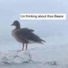 birdbuttz