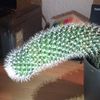 verylargecactus