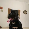 zeus.bullyy