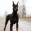 hrnsmslha