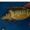 fishingboy388