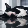 naokibullterrier