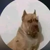 pia.la.mas.razonera5