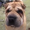 sharpeimei