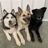 canineandfelinefriends