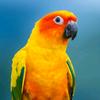 parrot_mango62