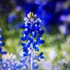 tx.bluebonnets