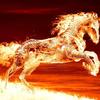 firehorse2024