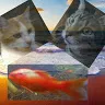 catsfishchannel