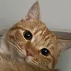 leopardqu