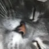 bwnkbeo