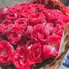 shazadi7865