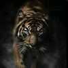 asetia_sah