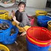 Khô Bổi Cô Út Cà Mau