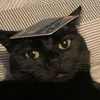 catsofshap