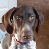 lincoln_my_gsp