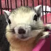 thetiger_squirrel