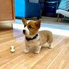 reggie_thee_corgi