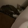 crimson_cat1129