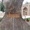 1441_iymon