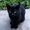 the.blxckcat